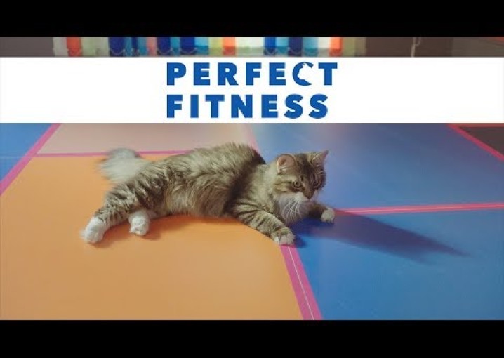 PERFECT FIT™.Perfect Fitness