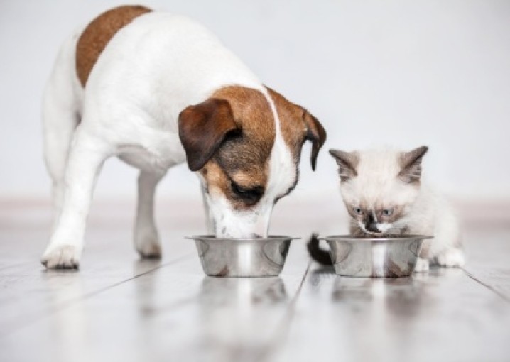 Что важно знать о сухих кормах для кошек и собак