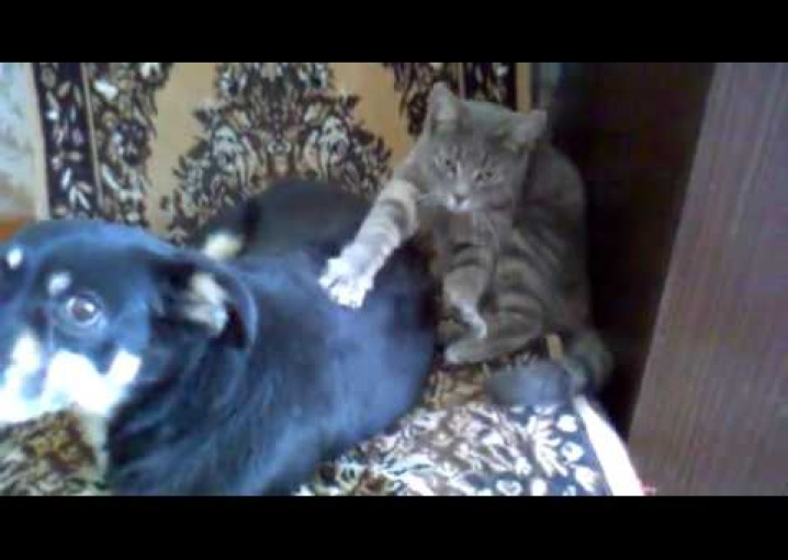 Кот делает массаж собаке!!!