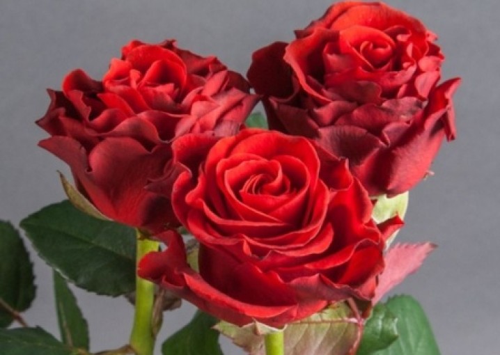 Розы Эль Торо: оригинальный и красивый букет с доставкой