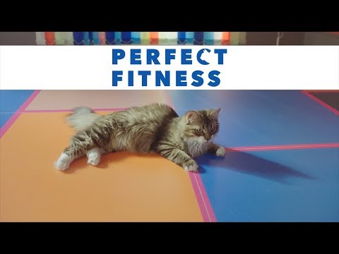 PERFECT FIT™.Perfect Fitness