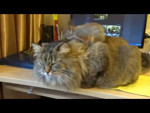 Белка делает массаж кошки